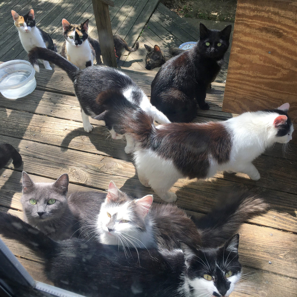 All About Animals Rescue - Indy Feral's easy to do at home cat