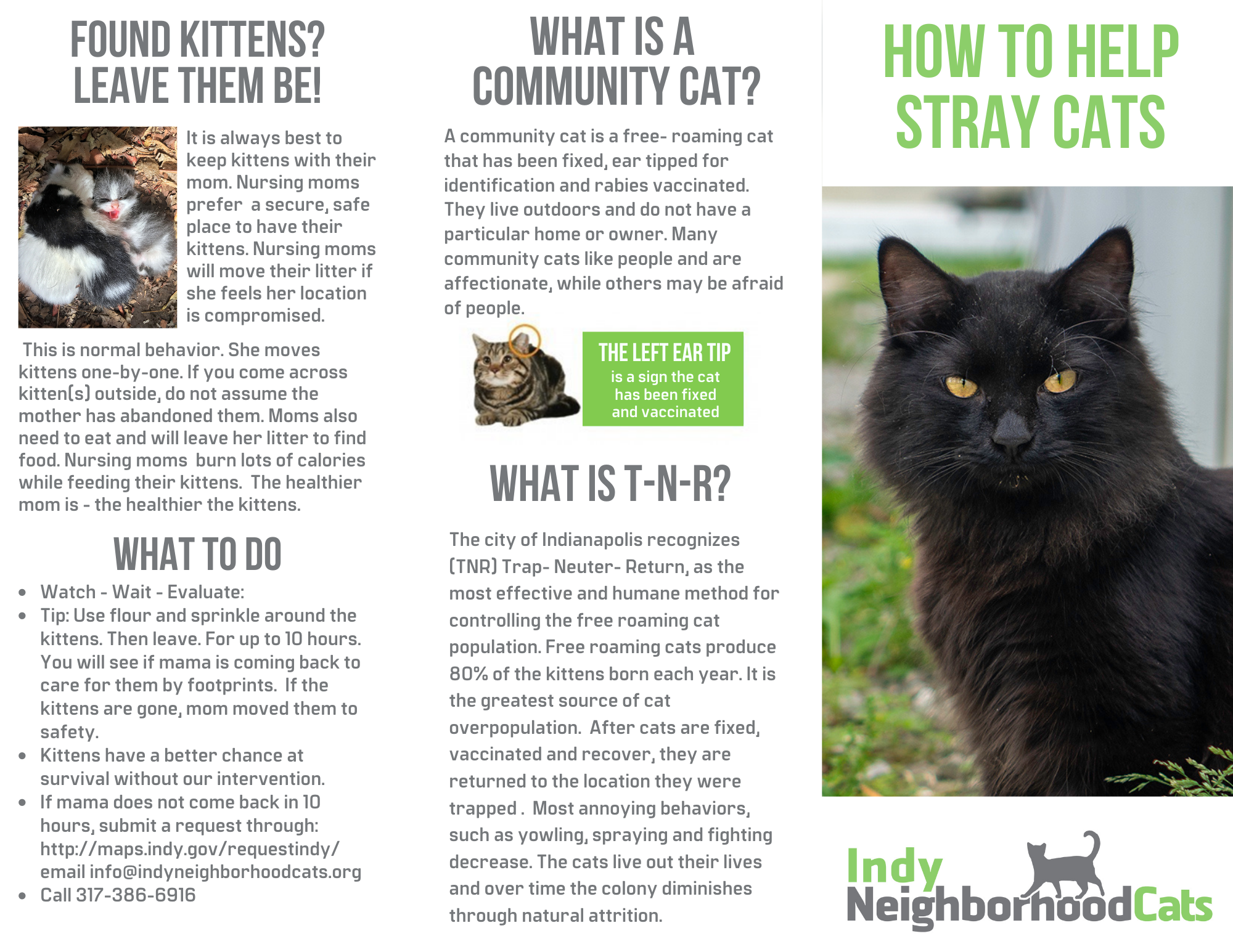 How To Help Stray Cats In Your Neighborhood Indy Neighborhood Cats how-to-help-stray-cats-in-your-neighborhood-indy-neighborhood-cats