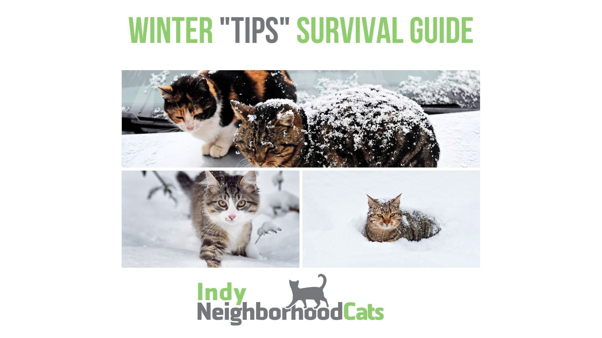 Winter Tips Survival Guide Indy Neighborhood Cats