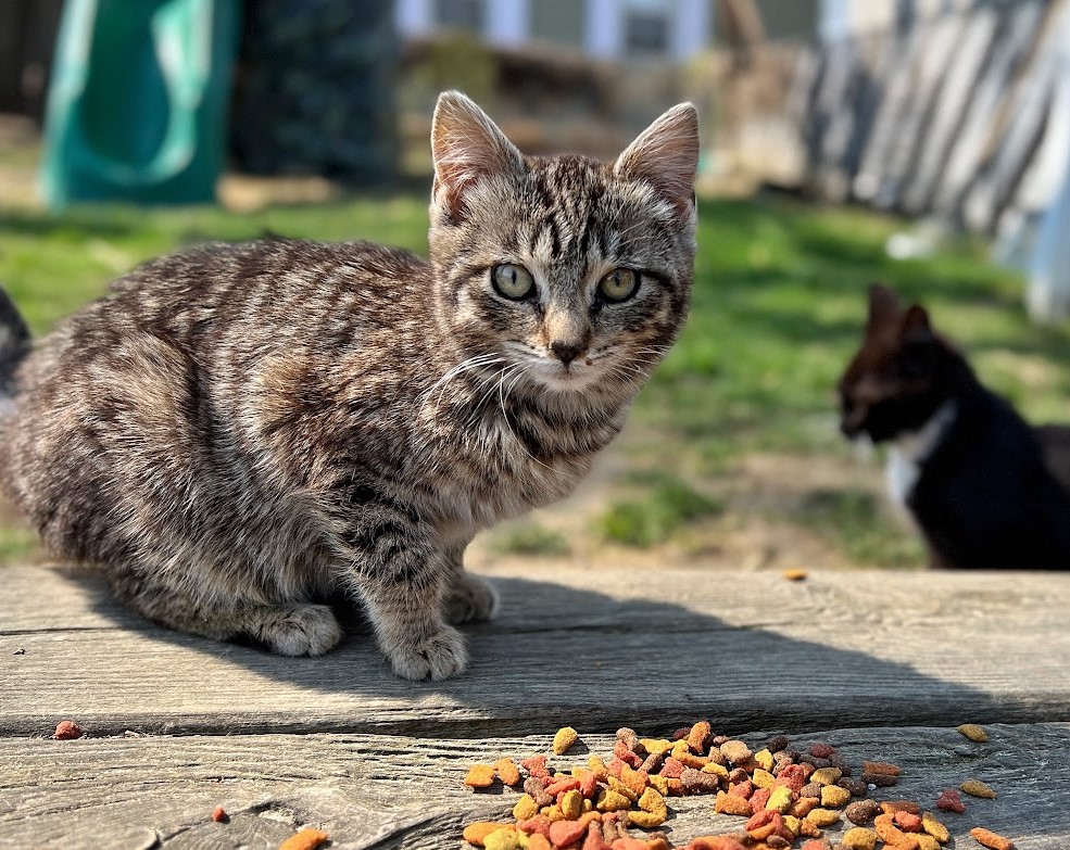 Outdoor Cat Shelter - Friends of Felines